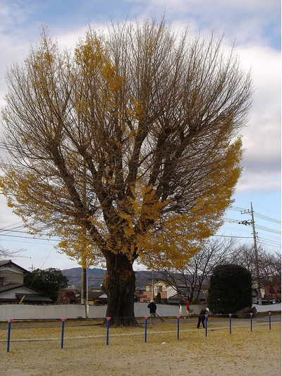 大いちょう