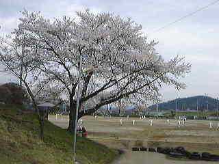 野球部の練習を見守ってきた校庭の桜