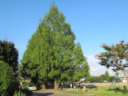 学校の正門の大きなメタセコイヤの木