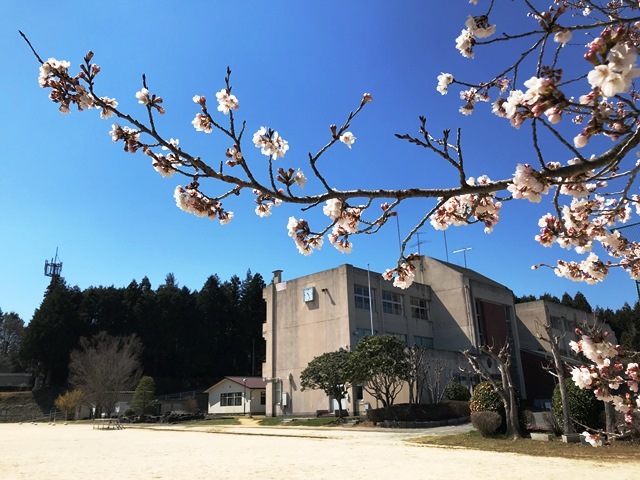 みなみ学園義務教育学校と桜の木