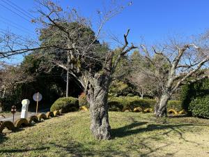 小原分校跡の桜