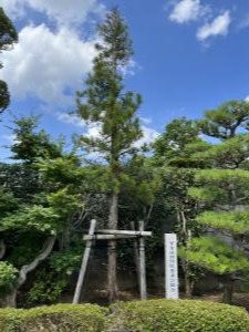 疎開記念樹１