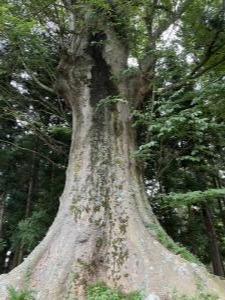 小原神社ケヤキ１